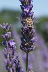 Biene am Lavendel in der Provence