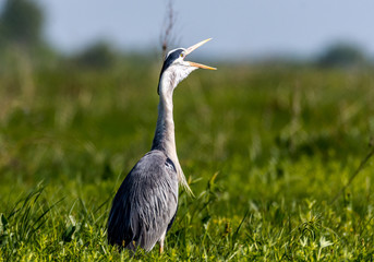 Gray Heron
