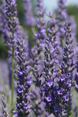 Lavendel in Provence