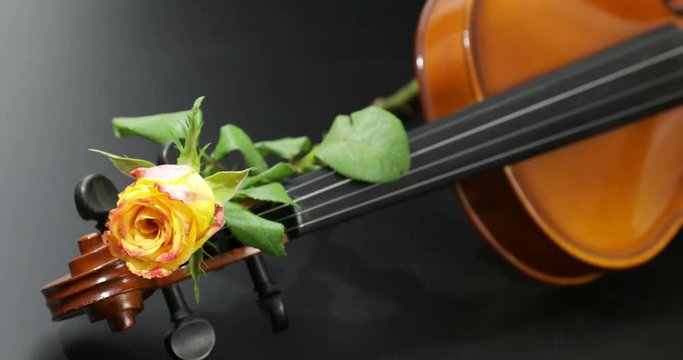 La Rosa sul violino