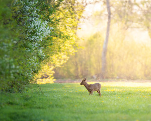 Roebuck near forest edge on sunny evening in spring.