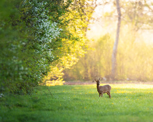 Roebuck near forest edge on sunny evening in spring.