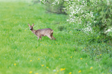 Obraz na płótnie Canvas Roe deer doe in meadow at forest edge in spring.