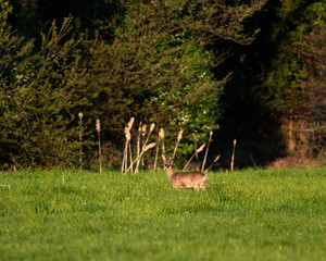 Roe deer doe in meadow on sunny evening in spring.