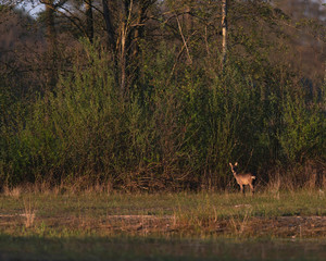 Alert roe deer doe in forest field on sunny evening in spring.
