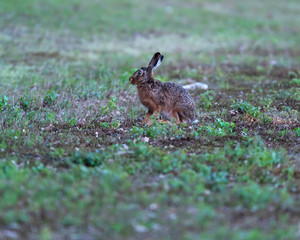 Hare sitting in field at dawn.