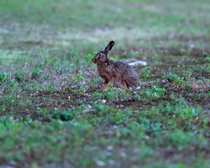 Hare sitting in field at dawn.