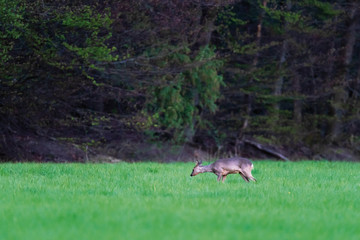Roe deer doe in forest meadow at dawn in spring.
