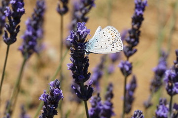 Schmetterling an Lavendel