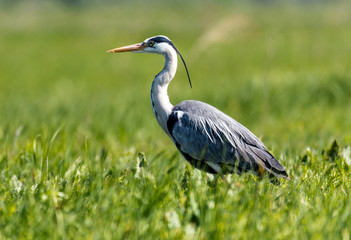 Gray Heron