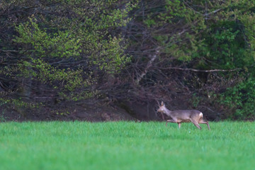 Roe deer doe in forest meadow at dawn in spring.