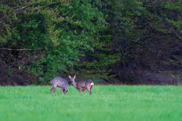 Two roe deer in forest meadow at dawn in spring.