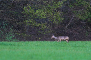 Roe deer doe in forest meadow at dawn in spring.