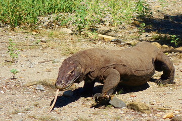 Komodo dragon ( Varanus komodoensis ) is the biggest living lizard in the world. On island Rinca. Indonesia