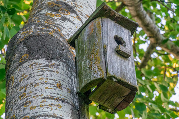 Old birdhouse on a birch among green leaves close up