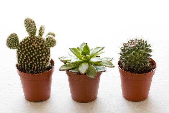 Three Small Pots Of Cacti And Succulents Stand In A Row, On A White Or Gray Modern Concrete Background. Cactus Opuntia, Crassulaceae. Copy Space For Your Text, Top And Side View