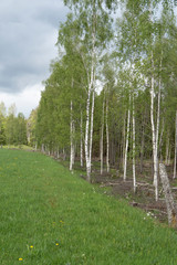 Obraz premium Birch 