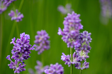 Prächtig violette Lavendelblüten heißen den Sommer willkommen