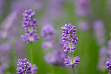 Prächtig violette Lavendelblüten heißen den Sommer willkommen