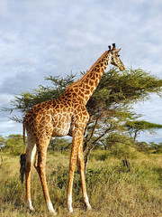 Giraffe in Tansania