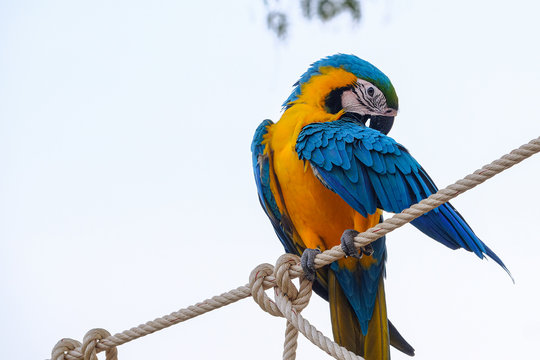 Blue and yellow macaws (Ara ararauna) and white sky