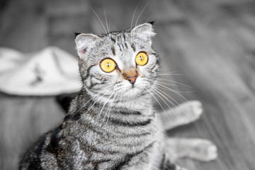 Young crazy surprised cat make big eyes closeup. british surprised cat or kitten funny face big eyes. Young cat looking surprised and scared. Emotional surprised wide big eye kitten at home.
