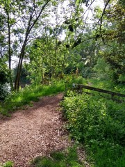 park path in the forest