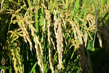 Rice filed, the harvest season