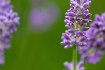Prächtig violette Lavendelblüten heißen den Sommer willkommen