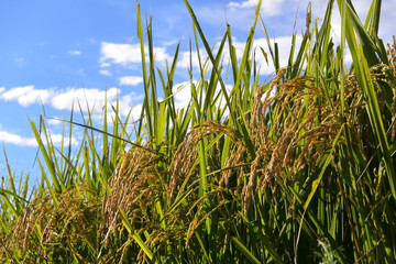 Rice filed, the harvest season