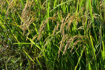 Rice filed, the harvest season