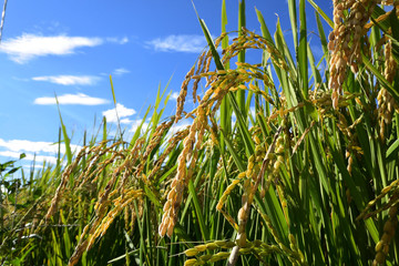 Rice filed, the harvest season