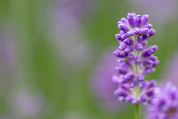 Obraz premium Prächtig violette Lavendelblüten heißen den Sommer willkommen