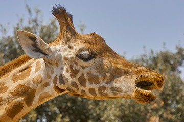 Naklejka na ściany i meble Close up of the head of a giraffe