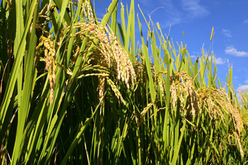 Rice filed, the harvest season