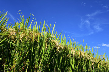 Naklejka premium Rice filed, the harvest season