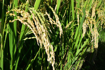 Rice filed, the harvest season