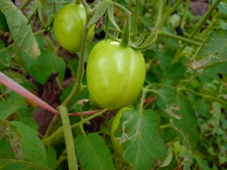 green tomatoes on the tree