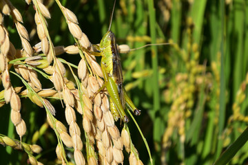 Rice filed, the harvest season