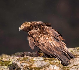 Golden eagle protecting his prey
