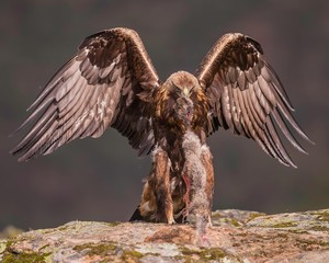 Golden eagle eating his prey