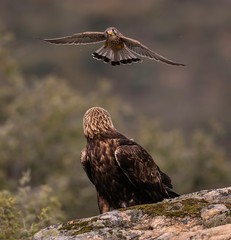 Golden eagle being attact by a falcon