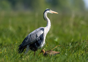 Gray Heron
