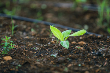 indina agriculture ,  banana field