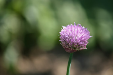 chive blossoms with green background and shadows