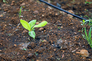 indina agriculture ,  banana field