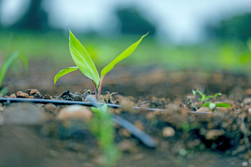 indina agriculture ,  banana field