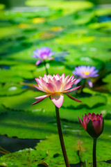 Obraz premium 睡蓮