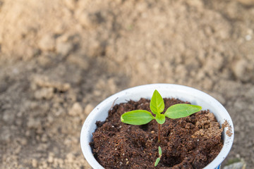 Young seedlings sprouted in a glass in early spring
