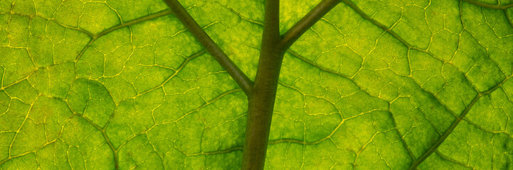 capillaries of green rhubarb foliage, autumn season.